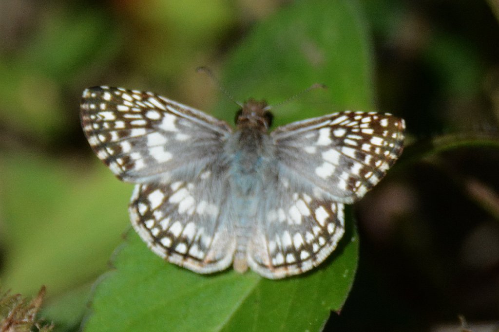 182 2015-01170789 Loxahatchee NWR, FL.JPG - Tropical Checkered Skipper (Pyrgus oileus). Butterfly. Loxahatchee National Wildlife Refuge, FL, 1-17-2015